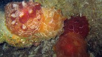 200 Pleurobranche tortue (Pleurobranchus testudinarius)